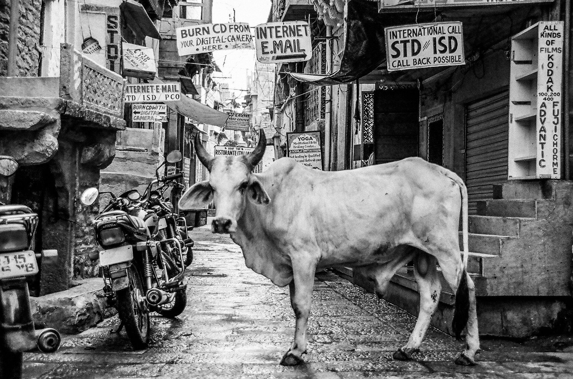 monochrome bull in alley